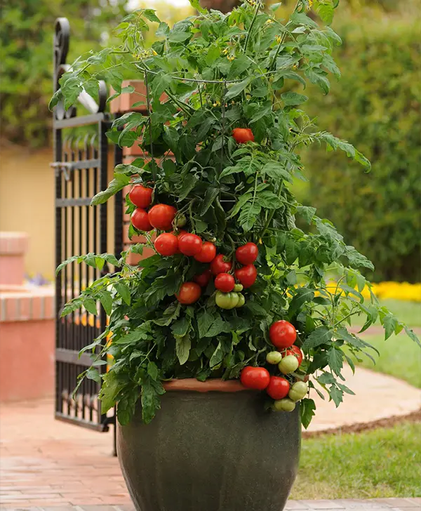 Voici L Gumes Les Plus Faciles Faire Pousser En Pot Cuisine Momix