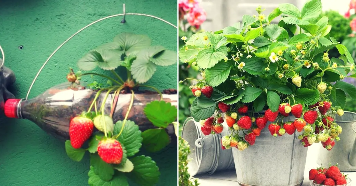 Comment faire pousser des fraises en pot ?