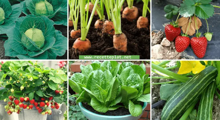 Quels légumes poussent facilement ?