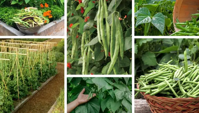 Comment faire pousser des fleurs à partir de graines ?