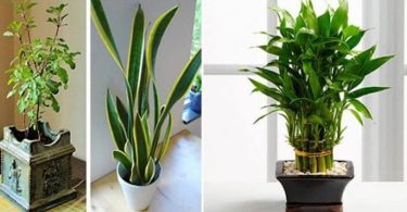 11 plantes qui attirent le bonheur, l’énergie positive et la prospérité dans votre maison