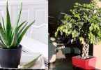 5 plantes à mettre dans la chambre pour passer une nuit agréable