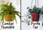 9 plantes d’intérieur pour améliorer l’air de votre maison
