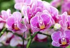 Comment faire refleurir une orchidée