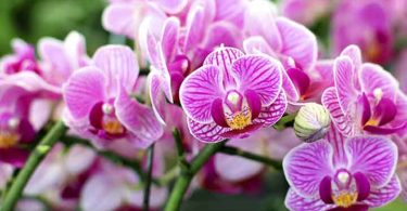 Comment faire refleurir une orchidée