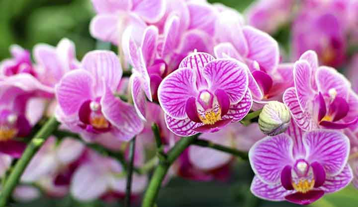 Comment faire refleurir une orchidée