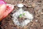 Le bicarbonate de soude est le meilleur ami du jardinier : voici 10 utilisations astucieuses dans le jardin