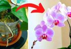 Mes 7 Secrets Pour Faire Refleurir une Orchidée à Tous les Coups.