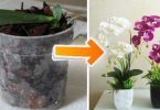 10 conseils simples et pratiques pour faire fleurir des orchidées à la maison