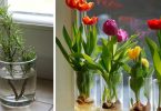 10 fleurs et plantes que vous pouvez facilement cultiver dans un verre d’eau pour que votre maison sente toujours bon