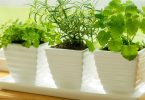 10 plantes qui attirent l’énergie positive