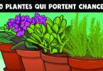 10 plantes qui portent chance et apportent une énergie positive dans la maison
