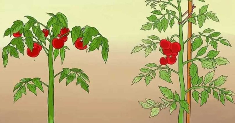11 astuces pour que vos tomates poussent parfaitement