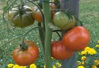 12 astuces à savoir pour que vos tomates poussent parfaitement