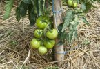13 astuces pour pousser des tomates en quantité illimité