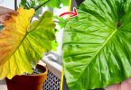 4 astuces maison pour empêcher les plantes d’intérieur de jaunir
