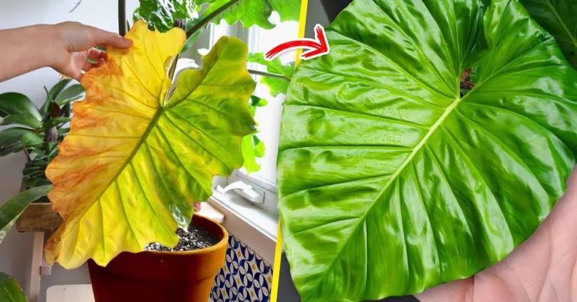 4 astuces maison pour empêcher les plantes d’intérieur de jaunir
