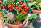 Facile : 25 Fruits et Légumes à Faire Pousser En Pot Sur Son BALCON.