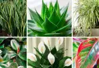 Mettez au moins une de ces 6 plantes dans votre maison pour purifier l’air et éliminer les toxines