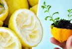 Ne jetez plus la peau du citron, voici comment l’utiliser pour faire pousser un citronnier