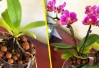 Voici comment entretenir les orchidées pour les conserver des années