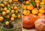 N’achetez plus jamais de mandarines : apprenez à les planter pour en avoir en illimité à la maison