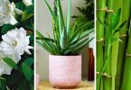 7 plantes pour décorer votre chambre qui favorisent un bon sommeil
