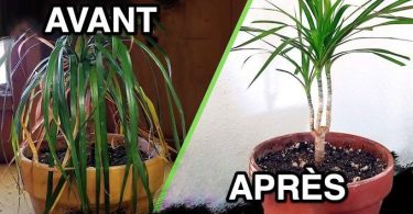 4 Secrets de Jardinier Pour Sauver une Plante MORTE (et la Faire Repartir).