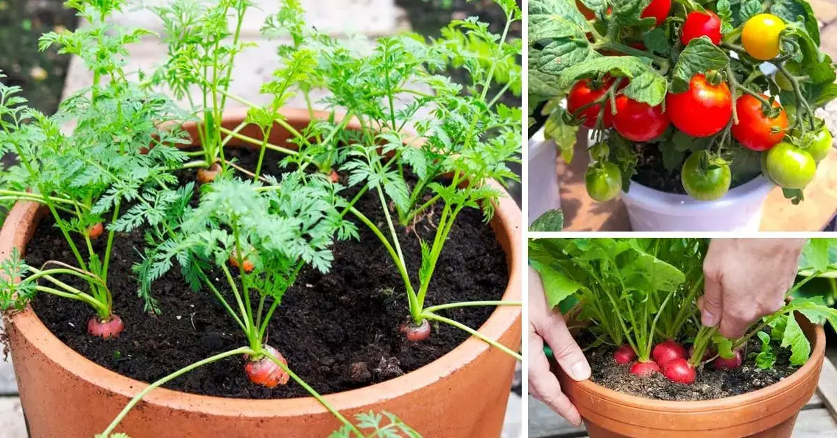 7 Légumes Faciles à Faire Pousser En Pot à La Maison - Cuisine Momix