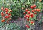 12 Astuces Pour Que Vos Tomates Poussent Parfaitement