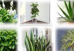 6 plantes qui purifient naturellement l’air de votre maison !