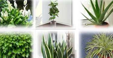 6 plantes qui purifient naturellement l’air de votre maison !