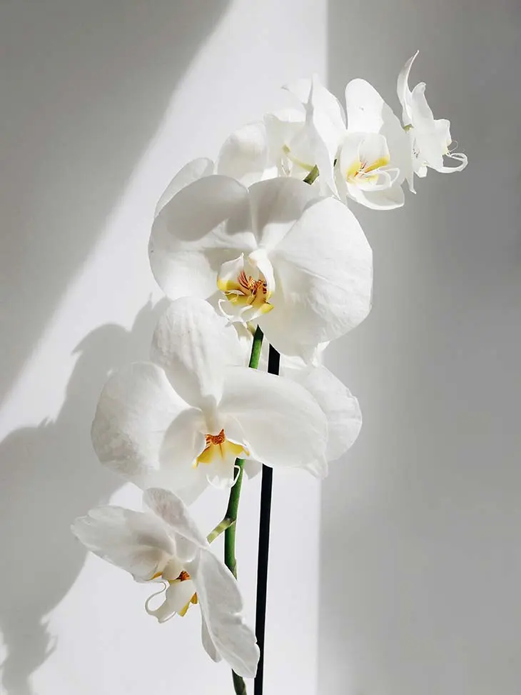 Le secret d'un jardinier pour prendre soin des orchidées et les conserver  longtemps - Cuisine Momix