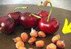 Ne jetez plus les noyaux de cerises ! Cette façon de les utiliser vous permet de faire beaucoup d’économie