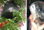 Apprenez à planter des tomates avec des bouteilles facilement à la maison (étapes par étapes)