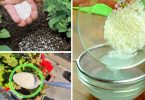 Comment utiliser le riz comme engrais pour les plantes ?