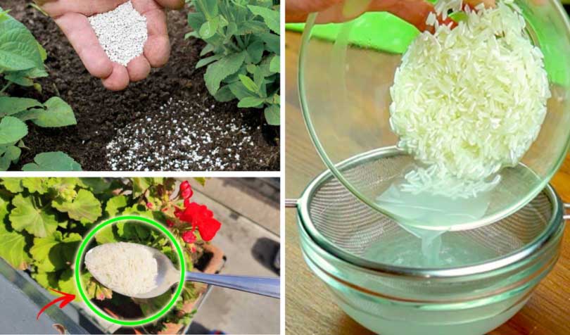Comment utiliser le riz comme engrais pour les plantes ?