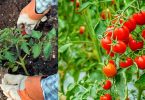Mettez Ces 8 Ingrédients Dans la Terre Pour Faire Pousser de SUPERBES Tomates.