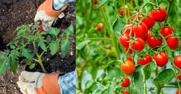 Mettez Ces 8 Ingrédients Dans la Terre Pour Faire Pousser de SUPERBES Tomates.