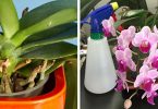 Orchidées : 5 Astuces Simples et Efficaces Pour Les faire Renaître
