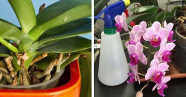Orchidées : 5 Astuces Simples et Efficaces Pour Les faire Renaître