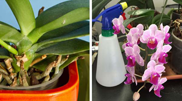 Orchidées : 5 Astuces Simples et Efficaces Pour Les faire Renaître