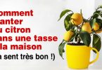 Oui, il est possible de faire pousser du citron dans une tasse à la maison