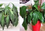 Plantes Qui S’affaiblissent ? Voici l’Astuce Pour Leur Redonner des Forces