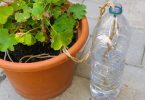 15 Astuces faciles pour arroser ses plantes quand on est absent
