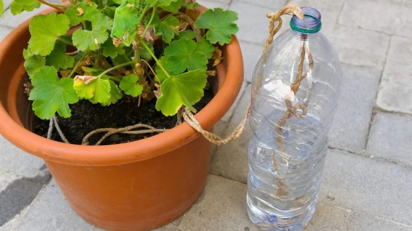 15 Astuces faciles pour arroser ses plantes quand on est absent