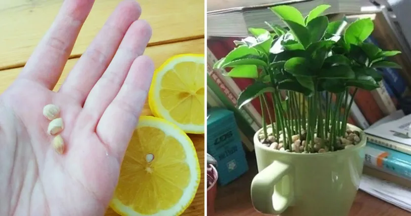Apprenez à planter du citron dans une tasse et votre maison sentira toujours bon