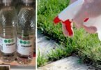 10 raisons d’utiliser le vinaigre blanc pour entretenir son jardin