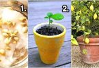 Comment Faire Pousser Un Citronnier à Partir d’un Pépin.