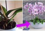 Orchidées : 5 Astuces Simples et Efficaces Pour Les faire Renaître